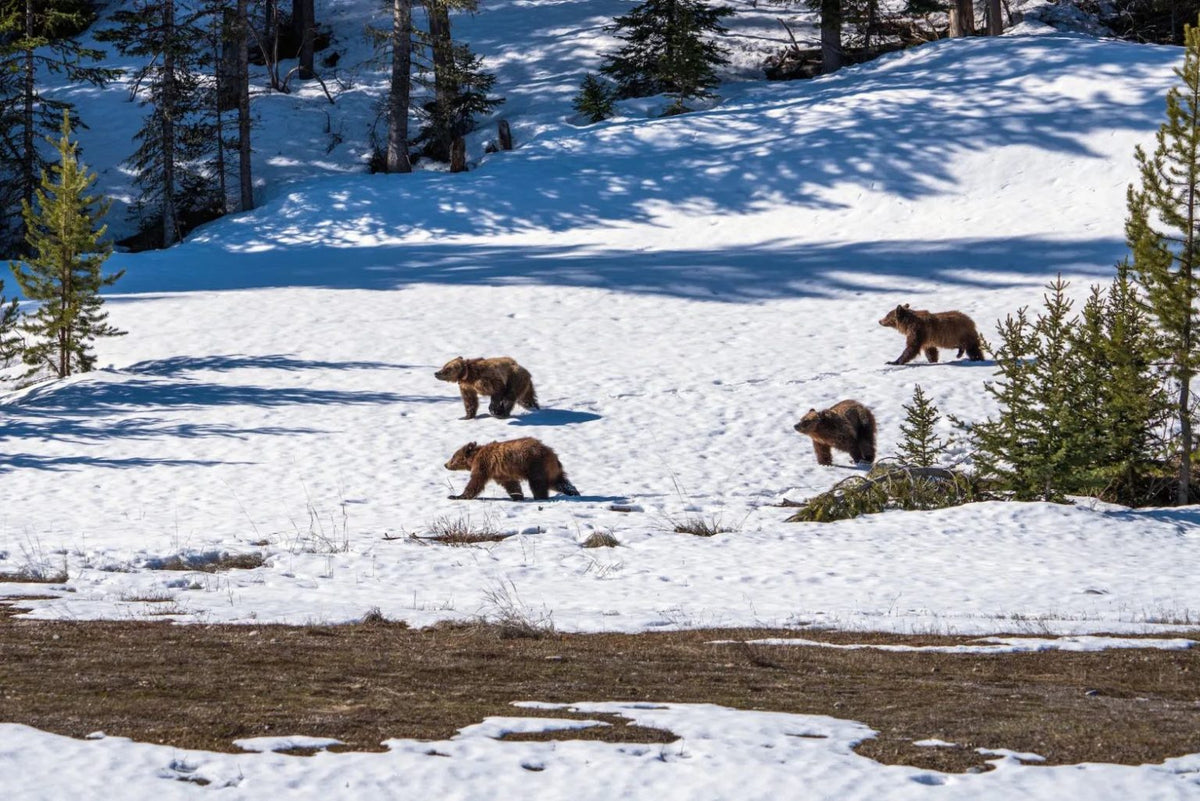 Part 1: Grizzly 399’s Four Cubs Will Soon Reach A Life-or-death Crossr ...