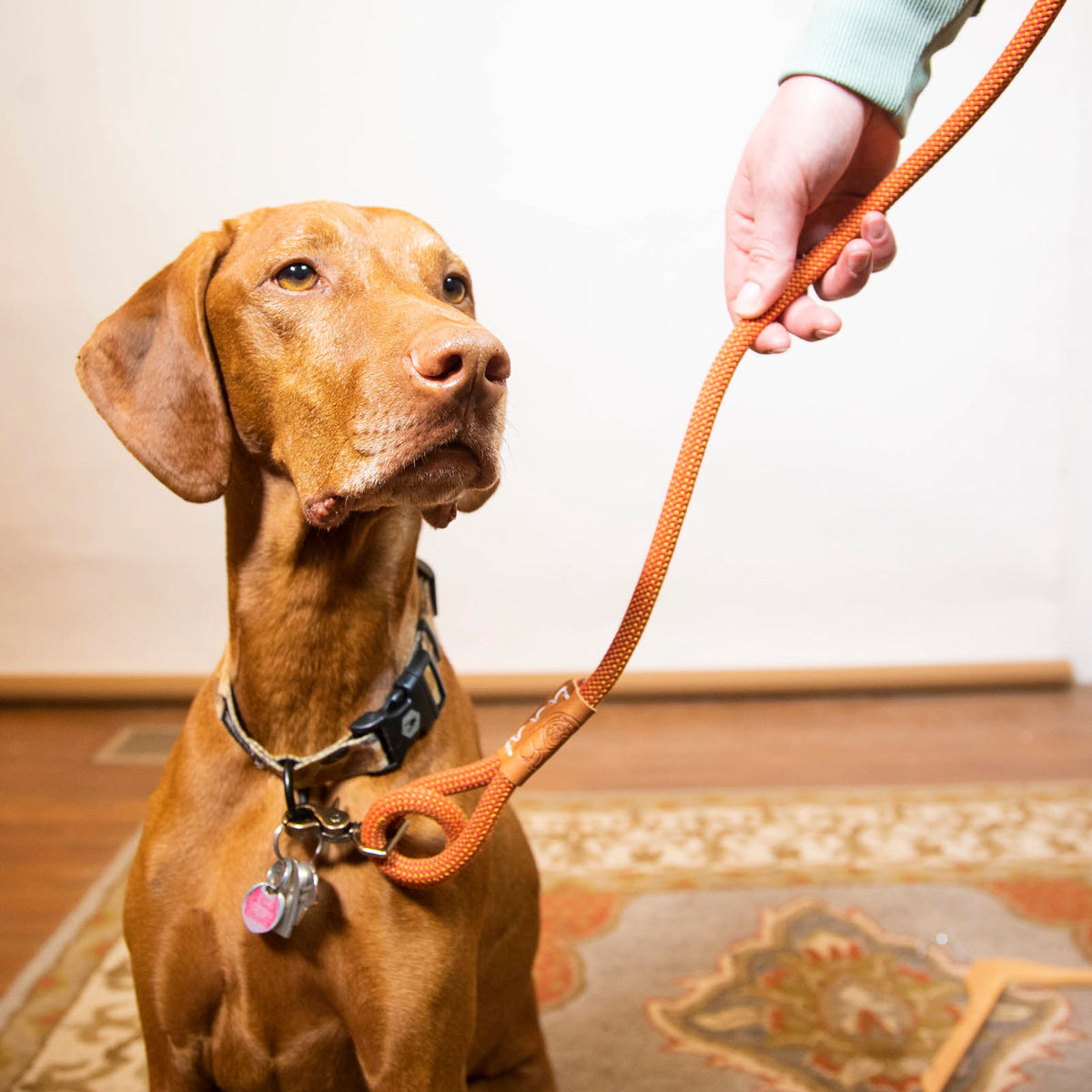 Dog leash with outlet name