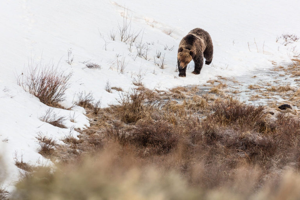 Dispatches from the Wild: Grizzlies will face one less threat this year