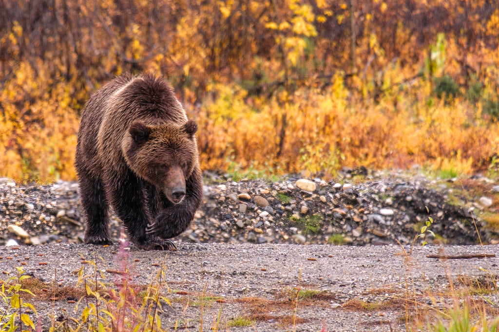 Grizzly bear euthanized after series of conflicts with chicken coops, other attractants