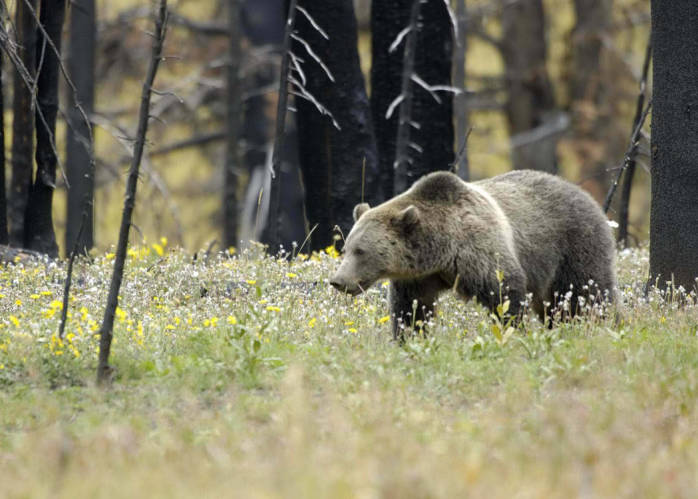 Hunters shoot, kill grizzly bear that reportedly charged them north of West Yellowstone