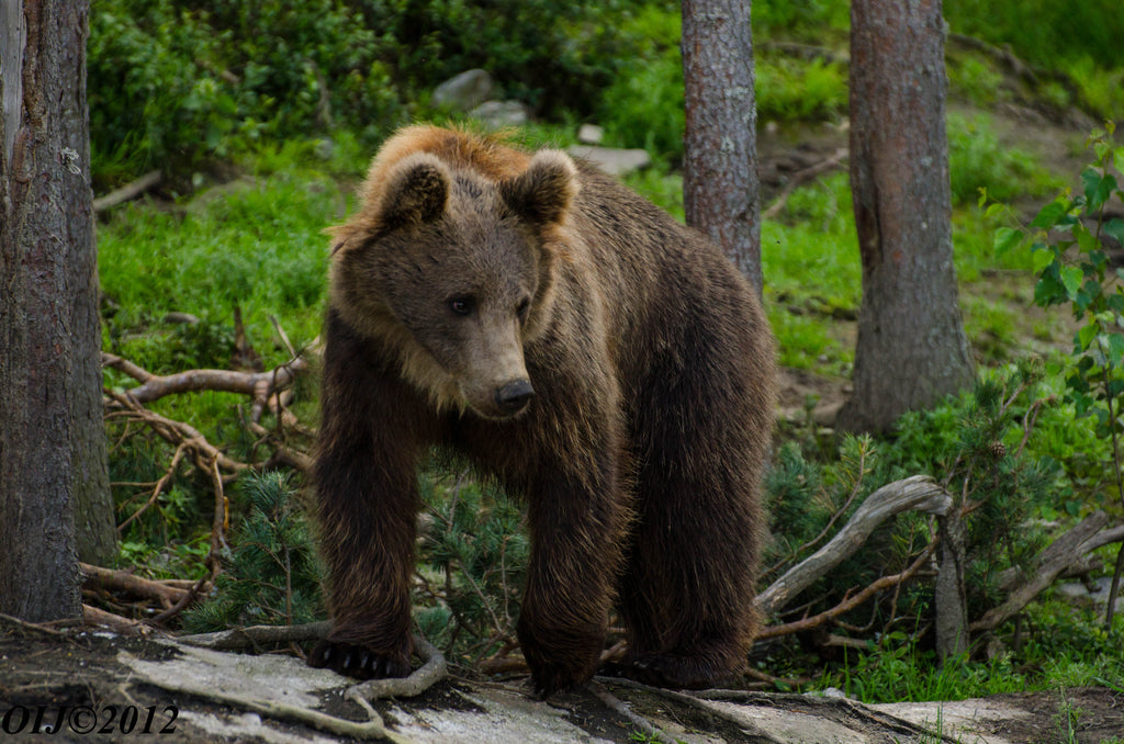 Hey Bear: Why we yell it in bear country