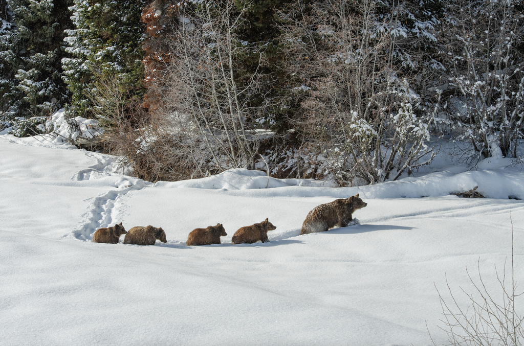 Writers on the Range: Grizzly 399 was a bear for the ages