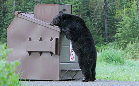 Food Storage Regulations in Grizzly Bear Recovery Areas | Hey Bear